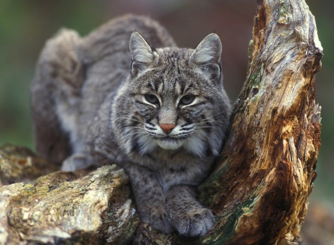 Wallpaper Bobcat, New York, USA, Animals 443142120